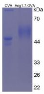 Human Angiotensin 1-7 (Ang1-7) Peptide (OVA)