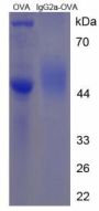 Mouse Immunoglobulin G2a (IgG2a) Peptide (OVA)