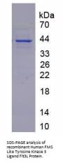 Human FMS Like Tyrosine Kinase 3 Ligand (Flt3L) Protein