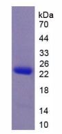 Monkey Interleukin 10 (IL10) Protein