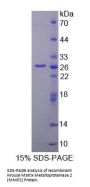 Mouse Matrix Metalloproteinase 2 (MMP2) Protein