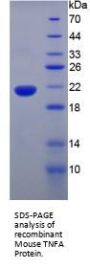Mouse Tumor Necrosis Factor (TNF) Protein