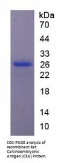 Rat Carcinoembryonic Antigen-Related Cell Adhesion Molecule 1 (CEACAM1) Protein