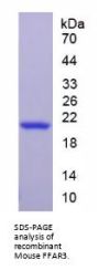 Mouse Free Fatty Acid Receptor 3 (FFAR3) Protein
