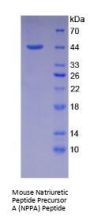 Mouse Natriuretic Peptide Precursor A (NPPA) Protein