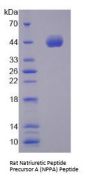 Rat Natriuretic Peptide Precursor A (NPPA) Protein