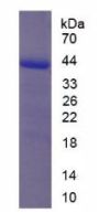 Chicken Inhibin Alpha (INHA) Protein