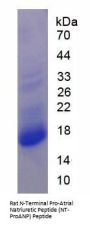 Rat N-Terminal Pro-Atrial Natriuretic Peptide (NT-ProANP) Protein