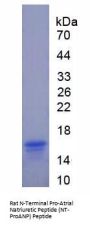 Rat N-Terminal Pro-Atrial Natriuretic Peptide (NT-ProANP) Protein