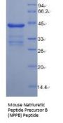 Mouse Natriuretic Peptide Precursor B (NPPB) Protein