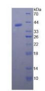Pig Natriuretic Peptide Precursor B (NPPB) Protein
