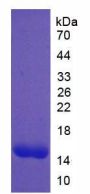 Rat Platelet Derived Growth Factor Subunit A (PDGFA) Protein