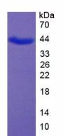Rabbit Myelin Basic Protein (MBP) Protein