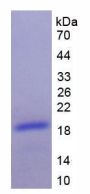 Rat Brain Natriuretic Peptide (BNP) Protein