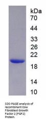 Cow Fibroblast Growth Factor 2 (FGF2) Protein