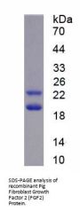 Pig Fibroblast Growth Factor 2 (FGF2) Protein