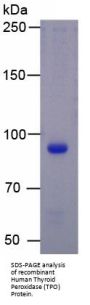 Human Thyroid Peroxidase (TPO) Protein
