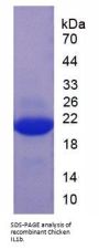 Chicken Interleukin 1 Beta (IL1b) Protein