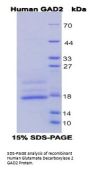 Human Glutamate Decarboxylase 2 (GAD2) Protein