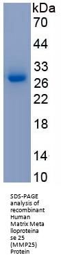 Human Matrix Metalloproteinase 25 (MMP25) Protein