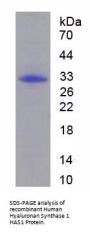 Human Hyaluronan Synthase 1 (HAS1) Protein
