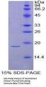 Chicken Thyroid Stimulating Hormone Beta (TSHb) Protein