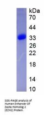Human Enhancer Of Zeste Homolog 2 (EZH2) Protein