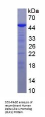 Human Delta Like 1 Homolog (dLK1) Protein