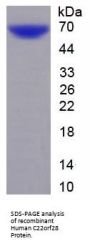 Human Chromosome 22 Open Reading Frame 28 (C22orf28) Protein