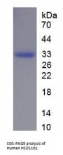 Human 11-Beta-Hydroxysteroid Dehydrogenase Type 1 (HSD11B1) Protein