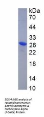 Human Acetyl Coenzyme A Carboxylase Alpha (ACACA) Protein