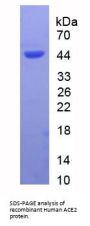 Human Angiotensin I Converting Enzyme 2 (ACE2) Protein