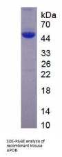 Mouse Apolipoprotein B-100 (APOB) Protein