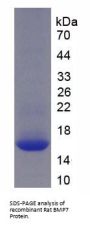 Rat Bone Morphogenetic Protein 7 (BMP7) Protein