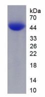 Mouse Calcitonin Gene Related Peptide 2 / CGRP2 (CALCB) Protein