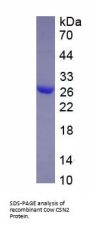 Cow Beta-Casein (CSN2) Protein