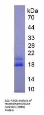Mouse Cereblon (CRBN) Protein