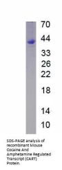 Mouse Cocaine And Amphetamine Regulated Transcript (CART) Protein