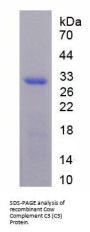 Cow Complement C3 (C3) Protein