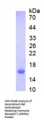 Rat Corticotropin Releasing Hormone Receptor 1 (CRHR1) Protein