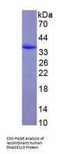 Mouse Deoxyribonuclease Gamma (DNASE1L3) Protein