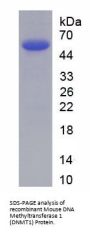Mouse DNA Methyltransferase 1 (DNMT1) Protein
