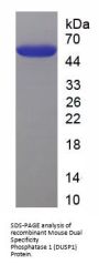 Mouse Dual Specificity Phosphatase 1 (DUSP1) Protein