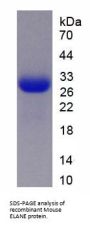 Mouse Neutrophil Elastase / ELA2 (ELANE) Protein