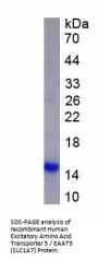 Human Excitatory Amino Acid Transporter 5 / EAAT5 (SLC1A7) Protein