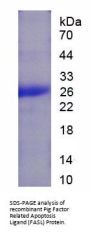 Pig Factor Related Apoptosis Ligand (FASL) Protein