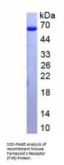 Mouse Farnesoid X Receptor (FXR) Protein