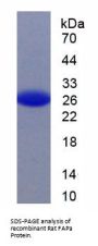Rat Prolyl Endopeptidase FAP (FAP) Protein