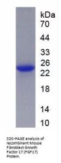 Mouse Fibroblast Growth Factor 17 (FGF17) Protein