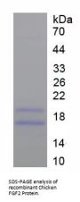 Chicken Fibroblast Growth Factor 2 (FGF2) Protein